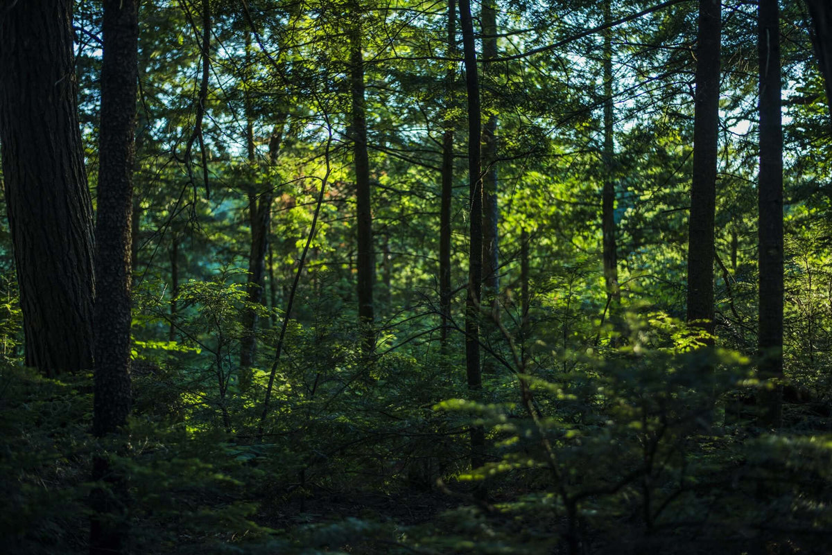 Lush green forest with tall trees and sunlight filtering through the leaves, creating a serene atmosphere.